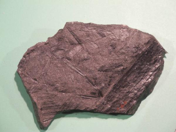 Esemplare fossile di Equiseto fossile - Calamites non identificata
