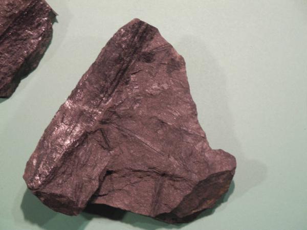 Esemplare fossile di Felce fossile - Calamites non identificata