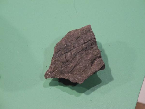 Esemplare fossile di Sigillaria rugosa - Neuropteris ovata