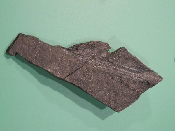 Esemplare fossile di Vegetale indeterminato - non identificato non identificato