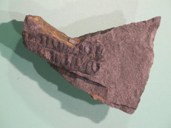 Esemplare fossile di Felce fossile - Neuropteris ovata