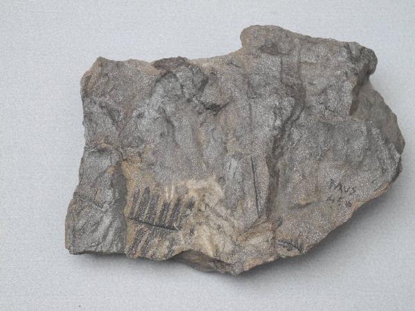 Esemplare fossile di Felce fossile - Alethopteris sp.