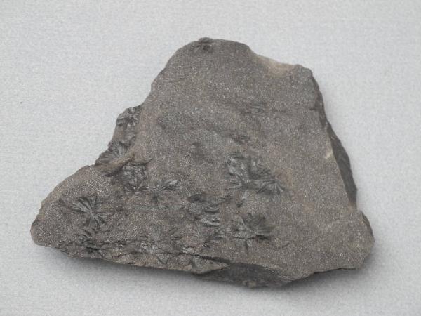 Esemplare fossile di Foglie di Annularia - Annularia non identificata
