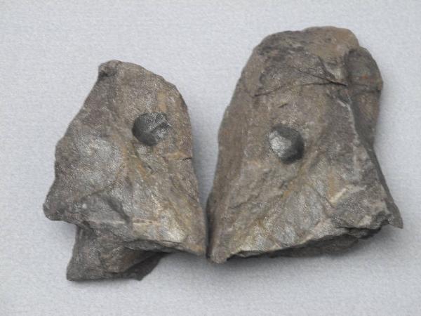 Esemplare fossile di Seme fossile (Trigonocarpus) - Trigonocarpus non identificata
