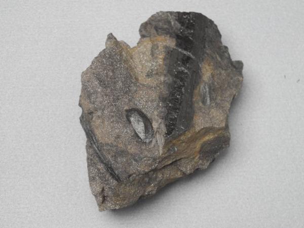 Esemplare fossile di Seme fossile (Trigonocarpus) - Trigonocarpus bernardi