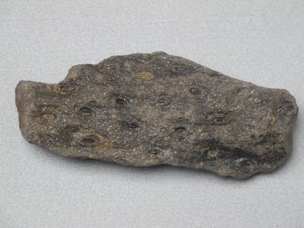 Esemplare fossile di Rizoma fossile (Stigmaria) - Stigmaria ficoides