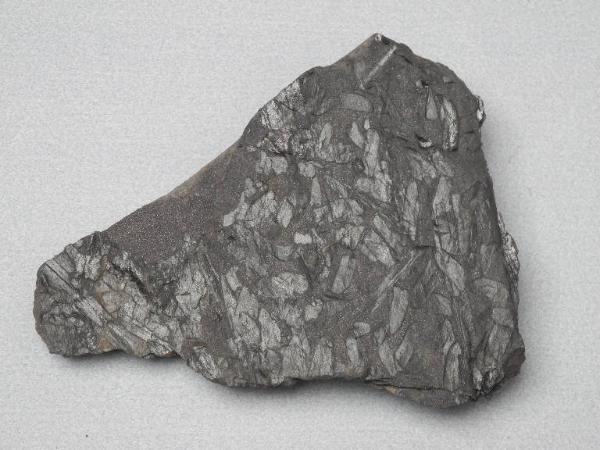 Esemplare fossile di Felce fossile - Neuropteris ovata