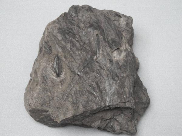 Esemplare fossile di Seme fossile (Trigonocarpus) - Trigonocarpus bernardi