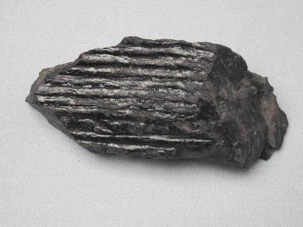 Esemplare fossile di Tronco di Sigillaria rugosa - Sigillaria rugosa