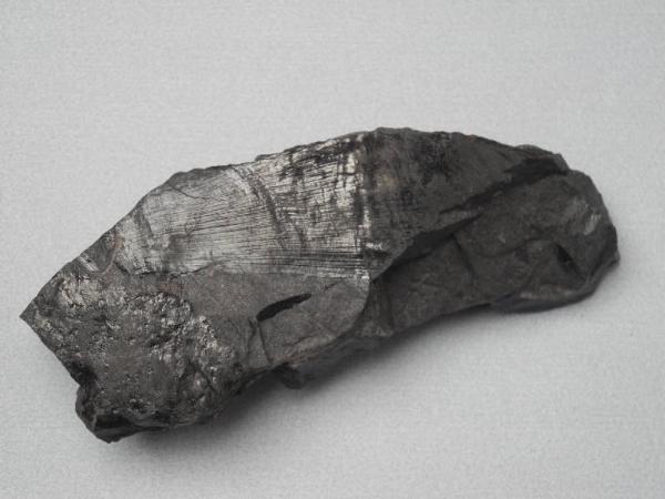 Esemplare fossile di Equiseto fossile - Calamites non identificata