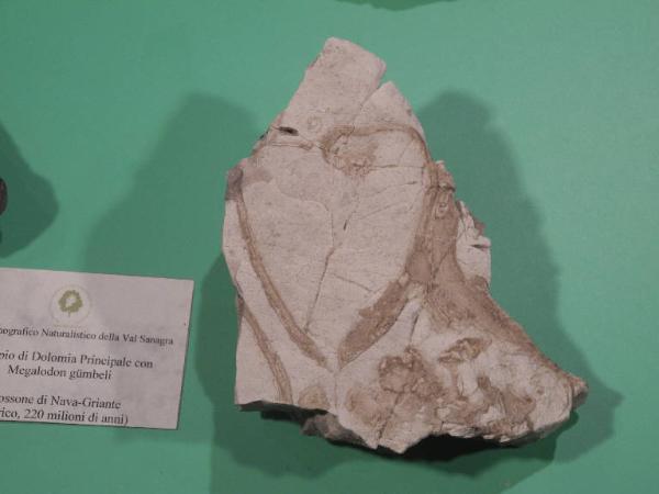Esemplare fossile di Megalodonte - Megalodon gumbeli