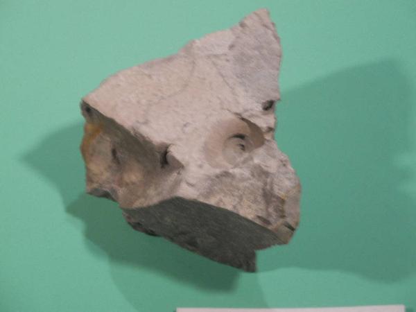Esemplare fossile di Vortenia - Whortenia solitaria