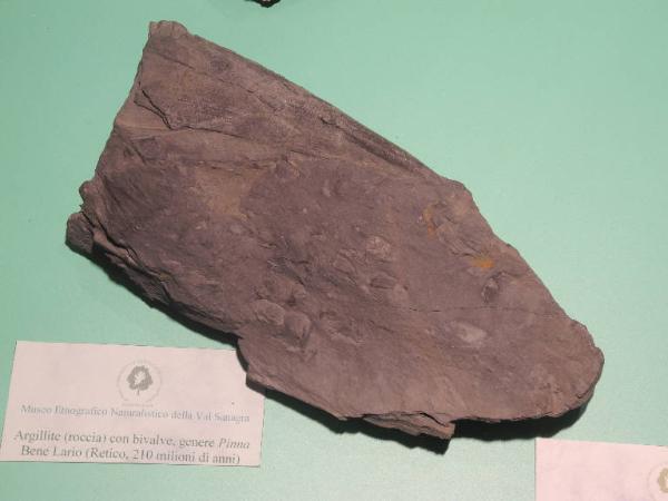 Esemplare fossile di Pinna - Pinna non identificata