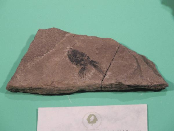 Esemplare fossile di Pesce volante toracottero - Thoracopterus non identificata