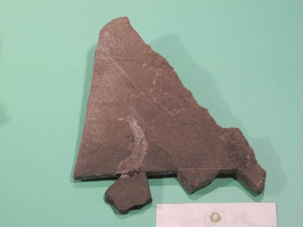 Esemplare fossile di Folidoforo - Polidophorus non identificata