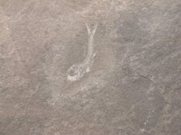 Esemplare fossile di Folidoforo - Polidophorus non identificata