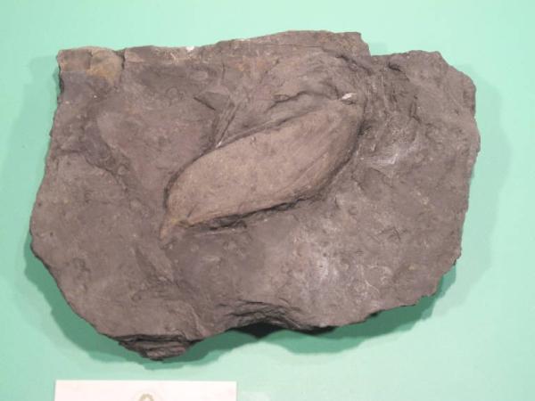 Esemplare fossile di Gervillia - Gervillia inflata