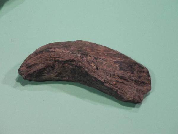 Esemplare fossile di Gervillia - Gervillia inflata