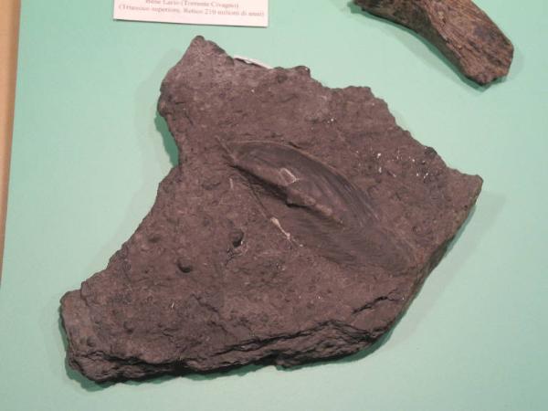 Esemplare fossile di Gervillia - Gervillia inflata