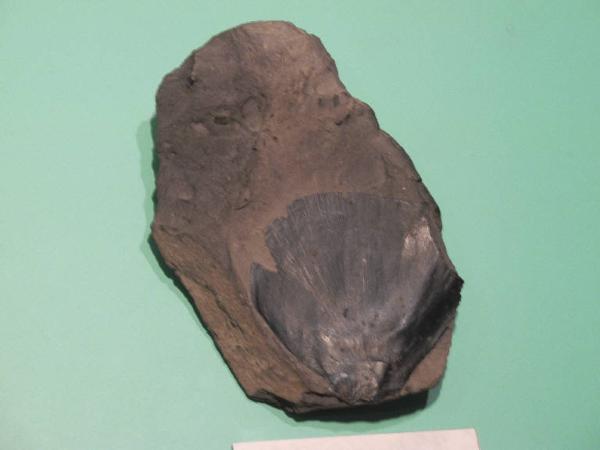 Esemplare fossile di Osso indeterminato - Gervillia inflata