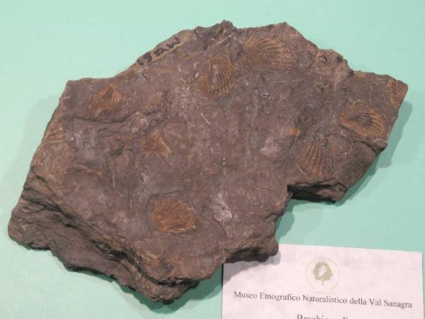 Esemplare fossile di Bivalvi fossili - indeterminato indeterminata
