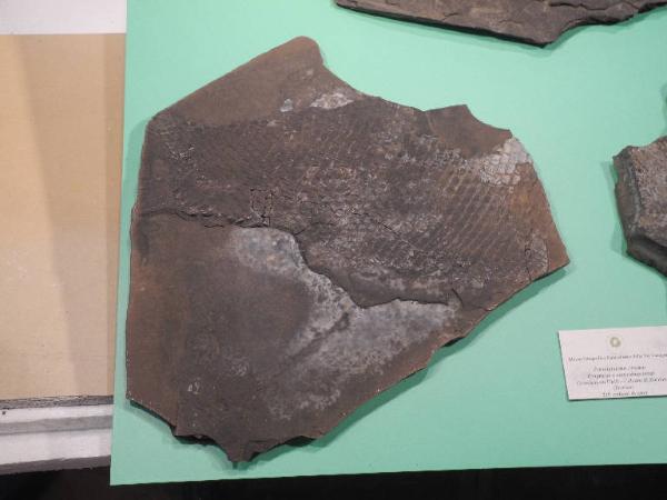 Esemplare fossile di Paralepidotus ornatus - Paralepidotus ornatus