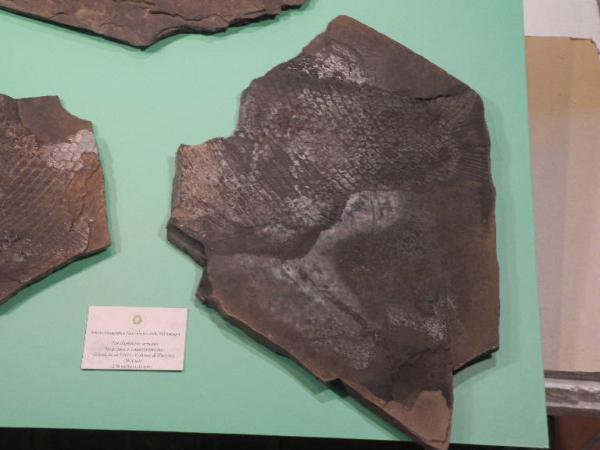 Esemplare fossile di Paralepidotus ornatus - Paralepidotus ornatus