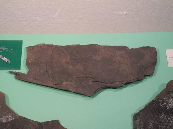 Esemplare fossile di Pseudoglyphea gigantea - Pseudoglyphea gigantea