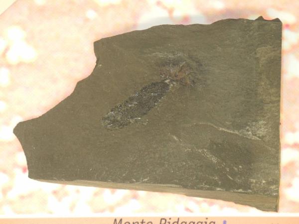 Esemplare fossile di Folidoforo - Polidophorus non identificata