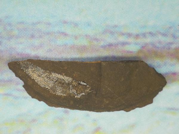 Fossil specimen of Pholydophorus - Polydophorus unidentified
