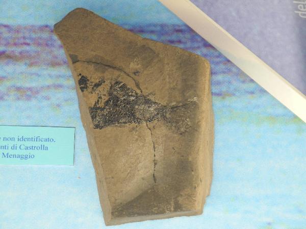 Esemplare fossile di Folidoforo - Polidophorus non identificata