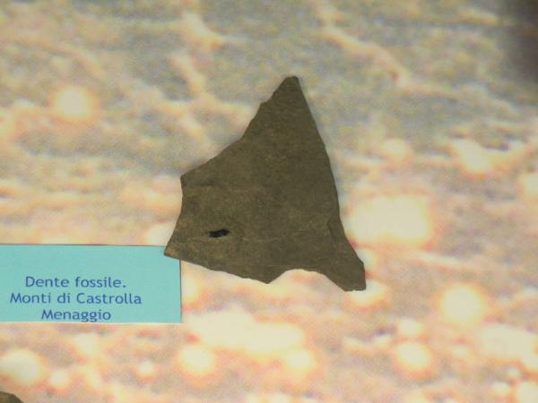Esemplare fossile di Dente di pesce folidoforo - non identificata non identificata