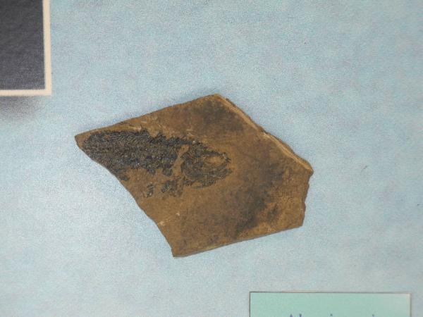 Fossil specimen of Pholydophorus - Polydophorus unidentified