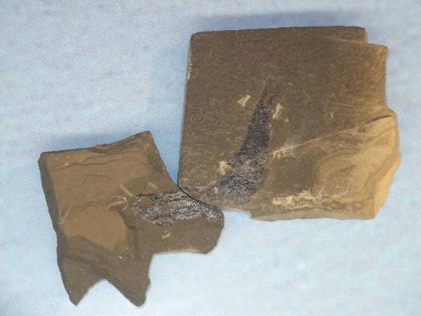 Esemplare fossile di Folidoforo - Polidophorus non identificata