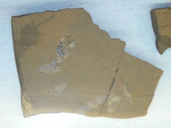 Esemplare fossile di Folidofori - Polidophorus non identificata