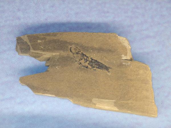 Esemplare fossile di Folidoforo - Polidophorus non identificata