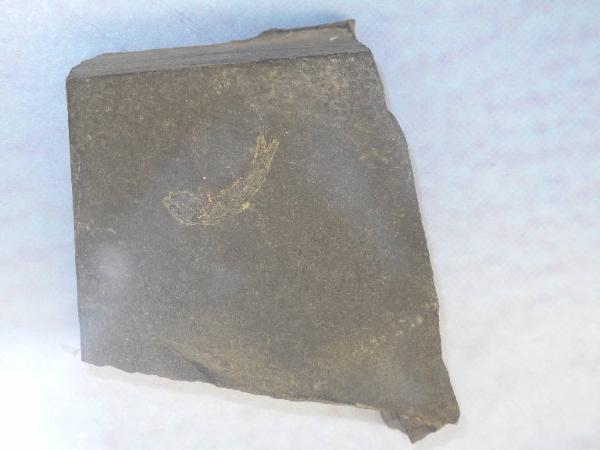 Esemplare fossile di Folidoforo - Polidophorus non identificata
