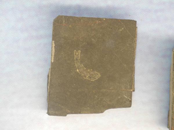 Esemplare fossile di Folidoforo - Polidophorus non identificata