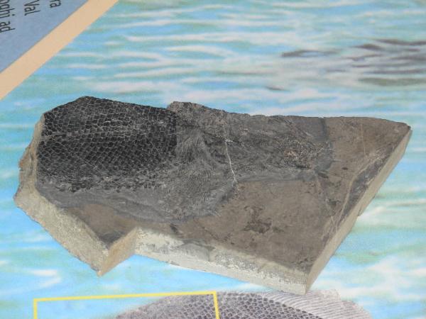 Esemplare fossile di Paralepidotus ornatus - Paralepidotus ornatus