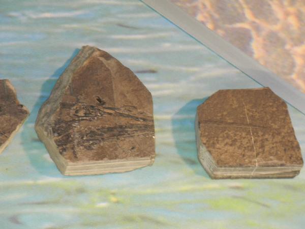 Esemplare fossile di Saurichthys - Saurichthys sp