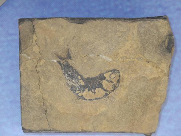 Esemplare fossile di Folidoforo - Polidophorus non identificata