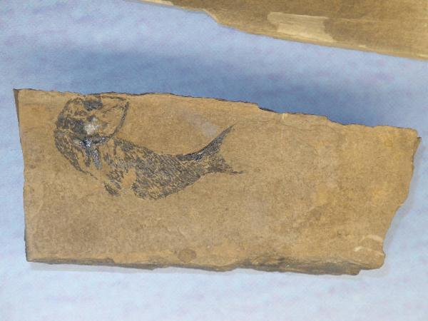 Esemplare fossile di Folidoforo - Polidophorus non identificata