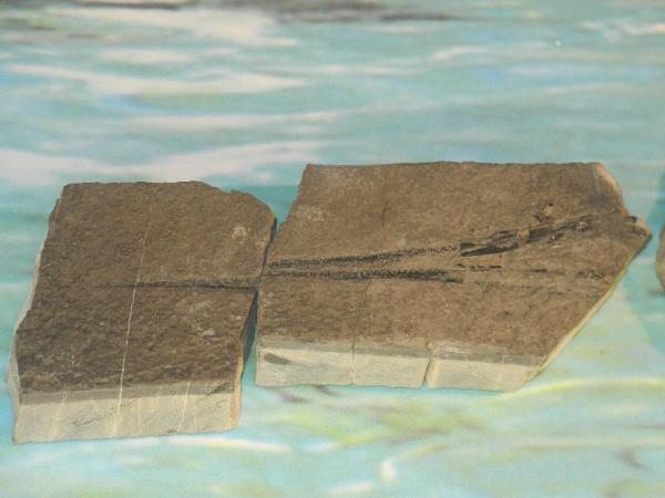 Esemplare fossile di Saurichthys - Saurichthys sp
