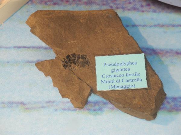 Esemplare fossile di Exuvia di crostaceo - Pseudoglyphea gigantea