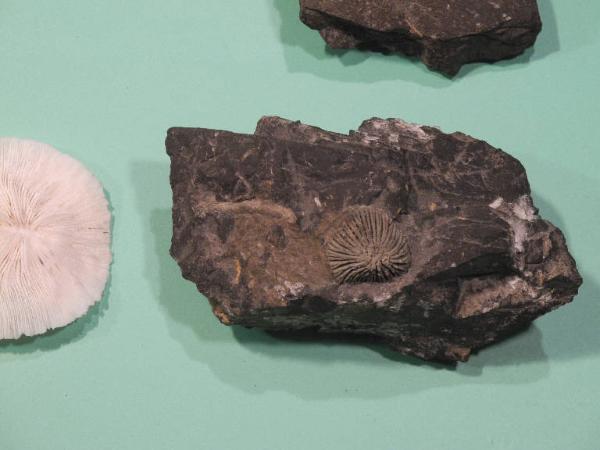 Esemplare fossile di Lepiconus - Lepiconus stoppani