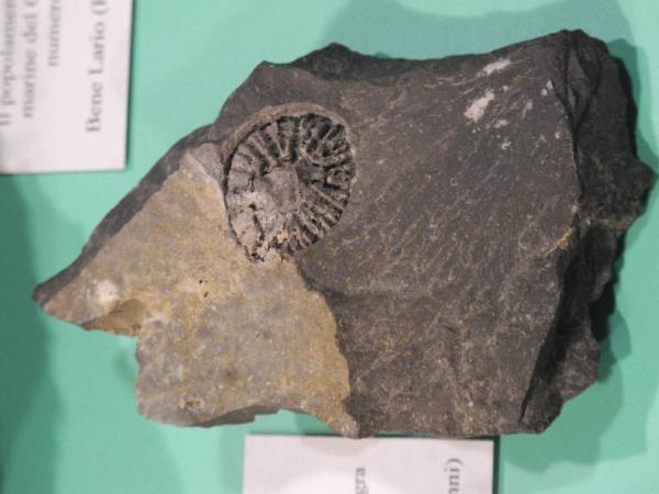 Esemplare fossile di Lepiconus - Lepiconus stoppani