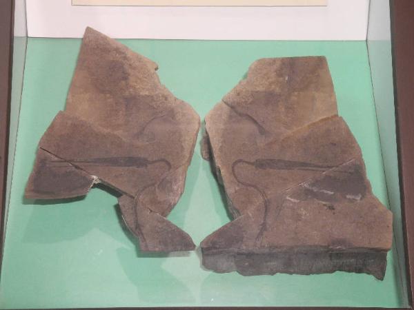 Esemplare fossile di Saurichthys - Saurichthys sp