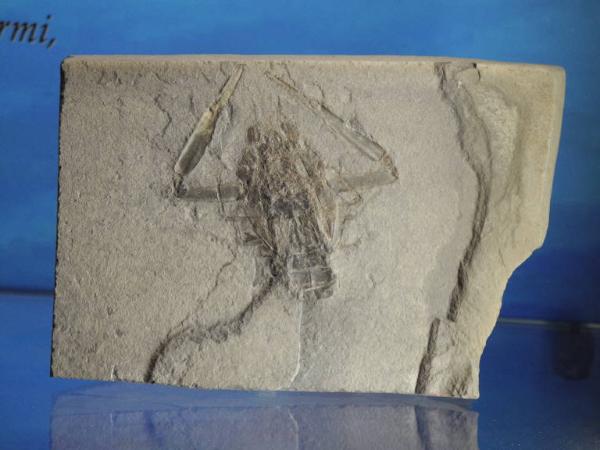 Esemplare fossile di Crostaceo decapode - Coleia viallii
