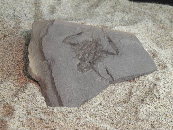 Esemplare fossile di Crostaceo decapode - Coleia viallii