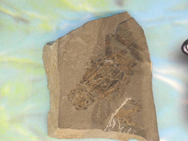 Esemplare fossile di Crostaceo decapode - Coleia viallii